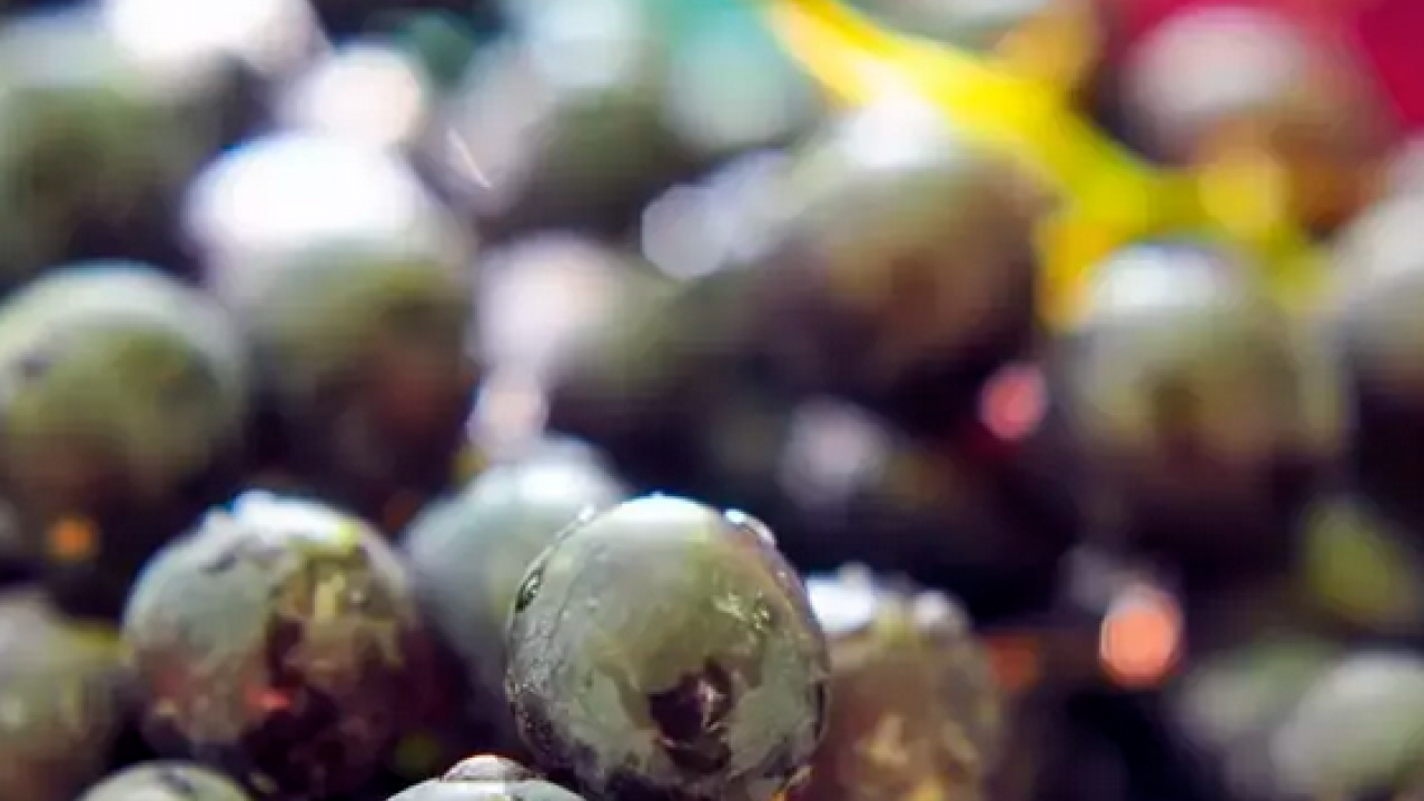 Foto - Kalp sağlığından cilt bakımına 1 kaşığı sağlık bombası: Ödemi yok eden, alerji hafifleten mucizevi toz! 