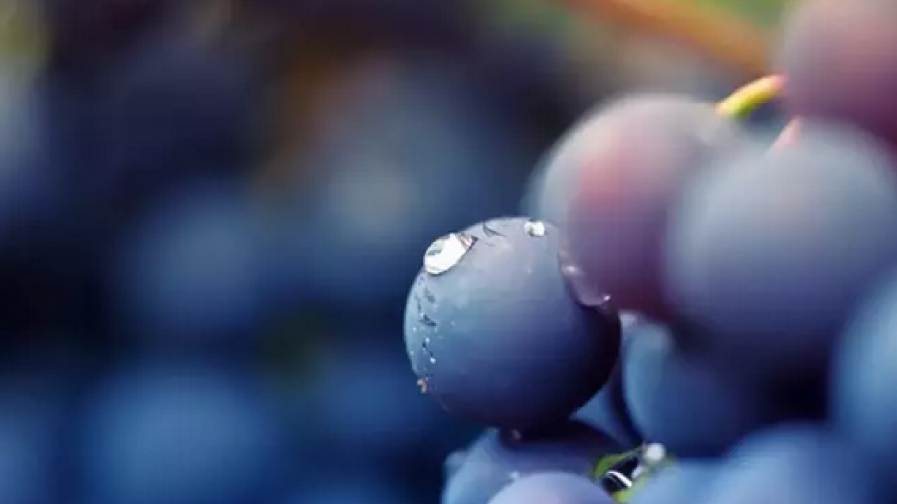 Foto - Kalp sağlığından cilt bakımına 1 kaşığı sağlık bombası: Ödemi yok eden, alerji hafifleten mucizevi toz! 