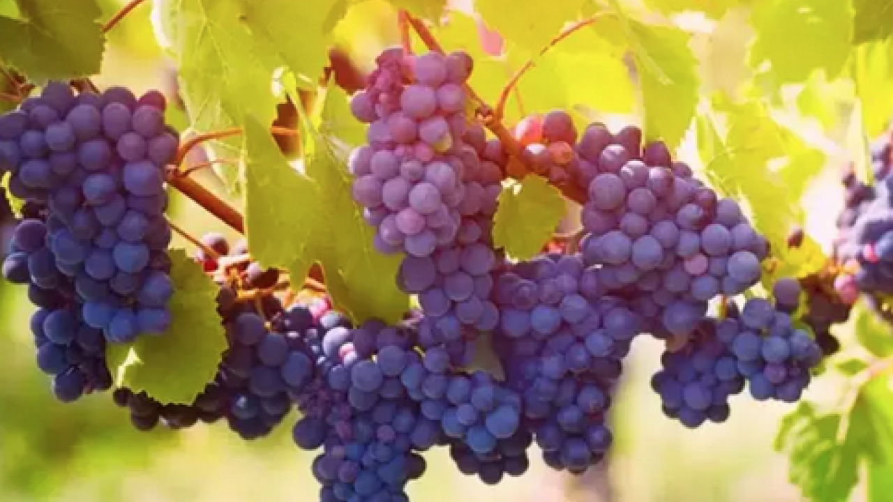 Foto - Kalp sağlığından cilt bakımına 1 kaşığı sağlık bombası: Ödemi yok eden, alerji hafifleten mucizevi toz! 