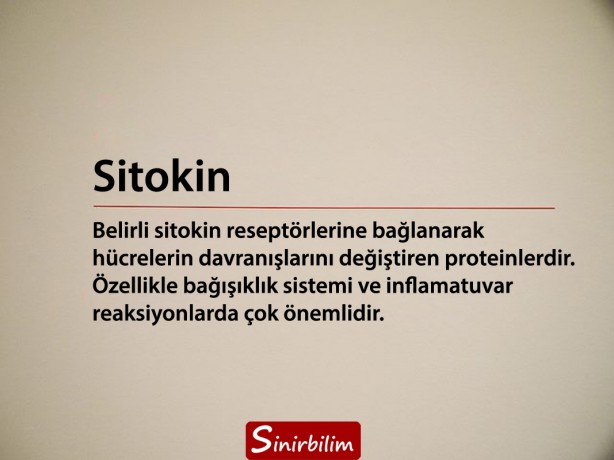 Foto - Kalpler mecazi olarak kırıldığı gibi bilimsel olarak da kırılıyor: İşte 'Kırık Kalp Sendromu' 