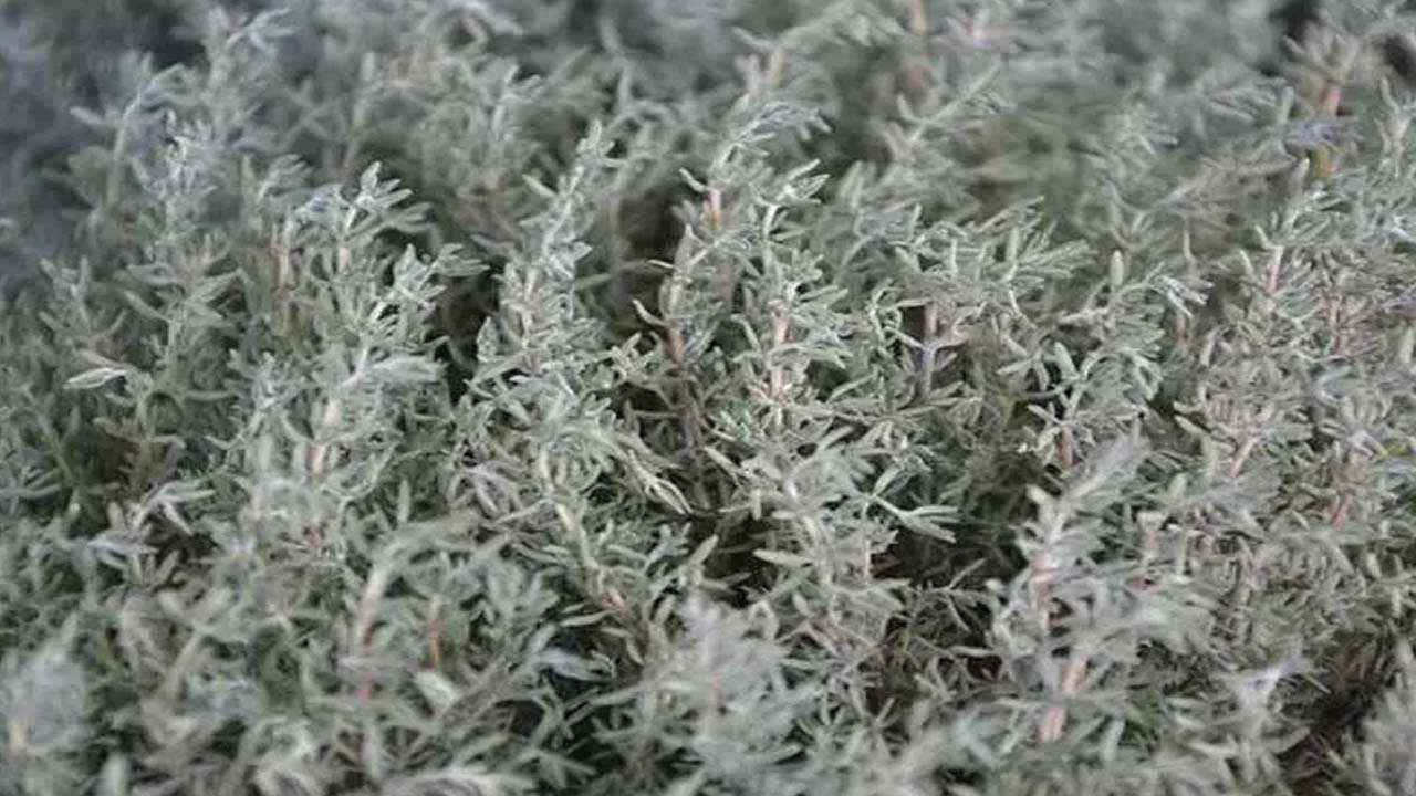 Foto - Kalsiyum, manganez ve demir zengini! Doğal antibiyotiği oymuş!