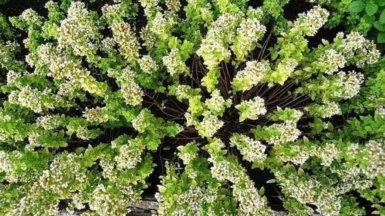 Foto - Kalsiyum, manganez ve demir zengini! Doğal antibiyotiği oymuş!