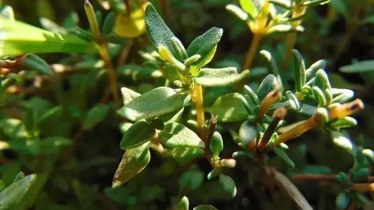 Foto - Kalsiyum, manganez ve demir zengini! Doğal antibiyotiği oymuş!