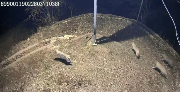 Foto - Kamera takıldı gerçek ortaya çıktı! Her gece köye böyle geliyorlarmış