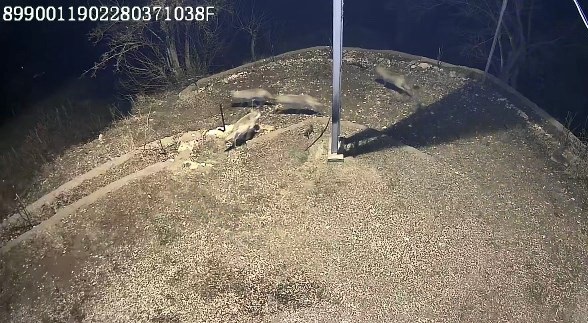 Foto - Kamera takıldı gerçek ortaya çıktı! Her gece köye böyle geliyorlarmış