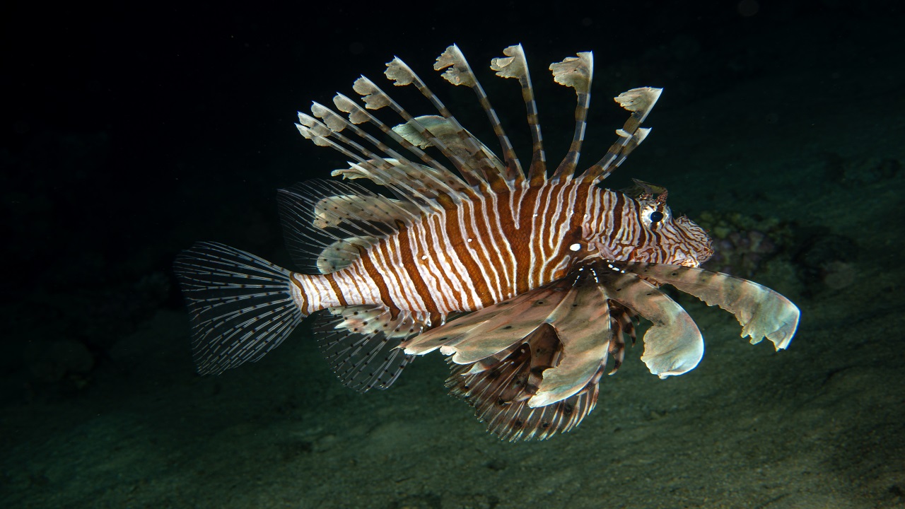 Foto - Kameralara böyle yansıdı! Kızıldeniz’in büyüleyici gece şovu