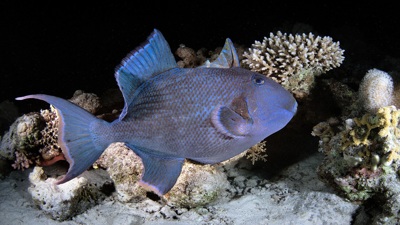 Kameralara böyle yansıdı! Kızıldeniz’in büyüleyici gece şovu