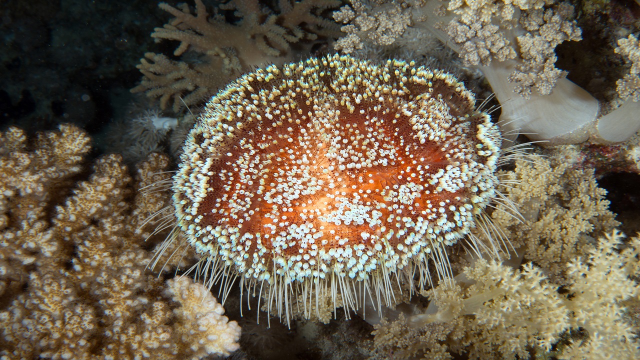 Foto - Kameralara böyle yansıdı! Kızıldeniz’in büyüleyici gece şovu