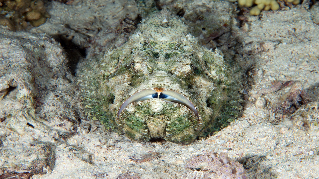 Foto - Kameralara böyle yansıdı! Kızıldeniz’in büyüleyici gece şovu