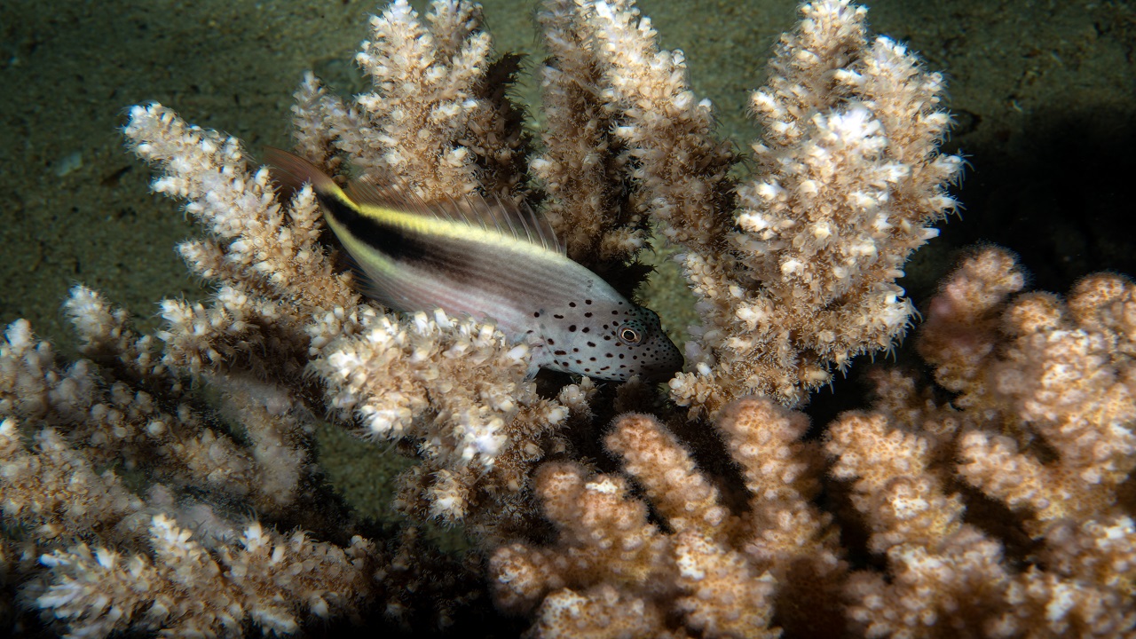 Foto - Kameralara böyle yansıdı! Kızıldeniz’in büyüleyici gece şovu