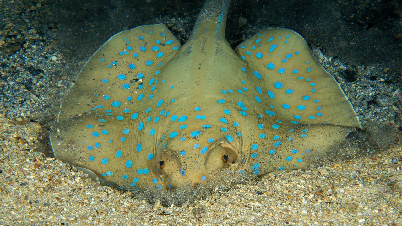 Foto - Kameralara böyle yansıdı! Kızıldeniz’in büyüleyici gece şovu