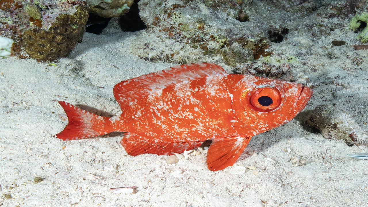 Foto - Kameralara böyle yansıdı! Kızıldeniz’in büyüleyici gece şovu