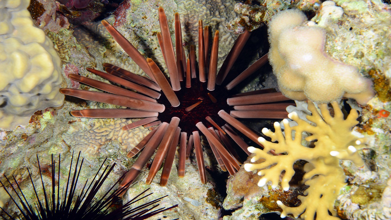 Foto - Kameralara böyle yansıdı! Kızıldeniz’in büyüleyici gece şovu