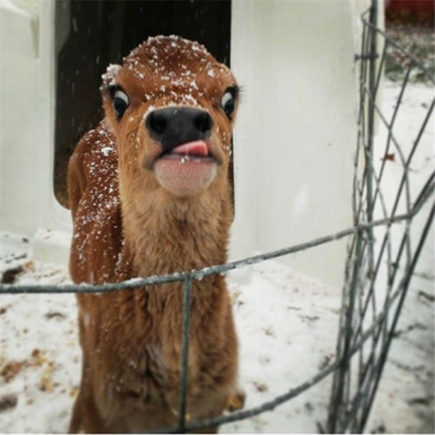 Foto - Kameralarla barışık olmayan hayvanlar