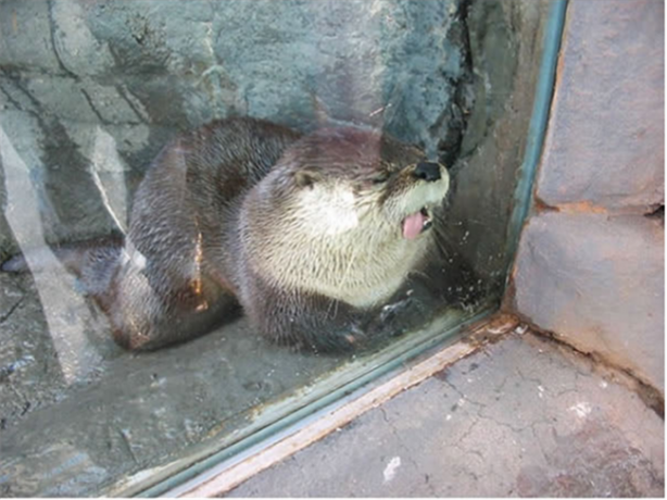 Foto - Kameralarla barışık olmayan hayvanlar