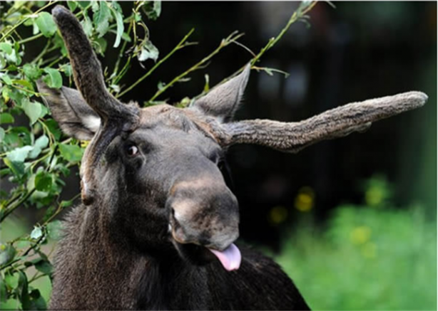 Foto - Kameralarla barışık olmayan hayvanlar