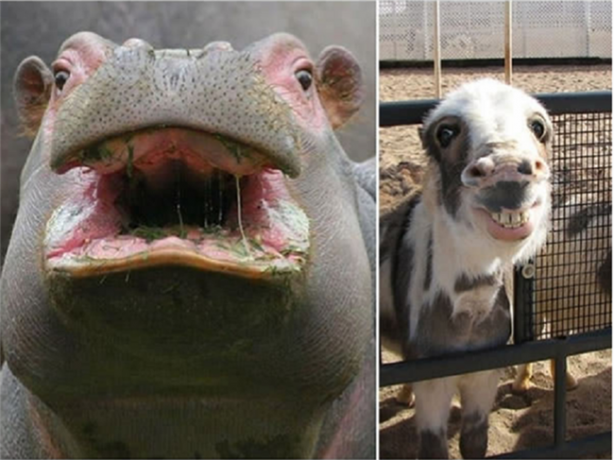 Foto - Kameralarla barışık olmayan hayvanlar