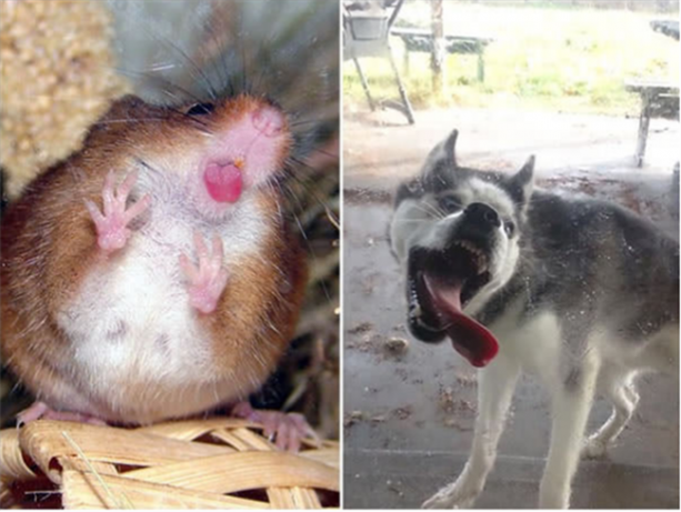 Foto - Kameralarla barışık olmayan hayvanlar