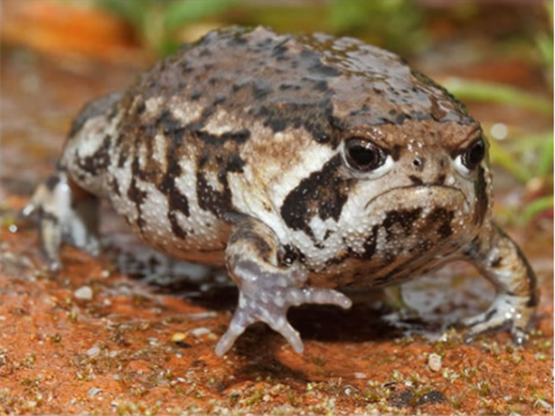 Foto - Kameralarla barışık olmayan hayvanlar