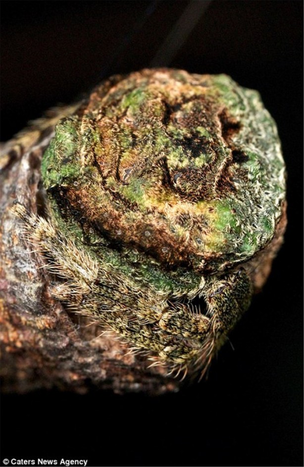 Foto - Kamuflaj ustası böcekleri bulabilecek misiniz?