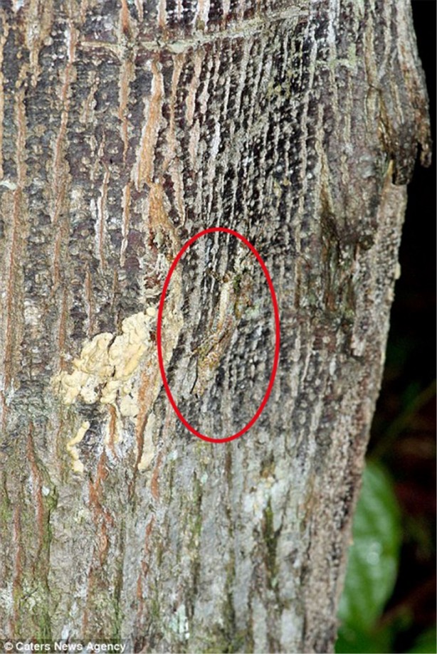 Foto - Kamuflaj ustası böcekleri bulabilecek misiniz?