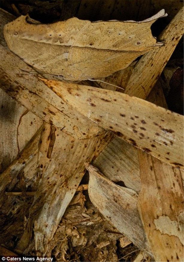 Foto - Kamuflaj ustası böcekleri bulabilecek misiniz?