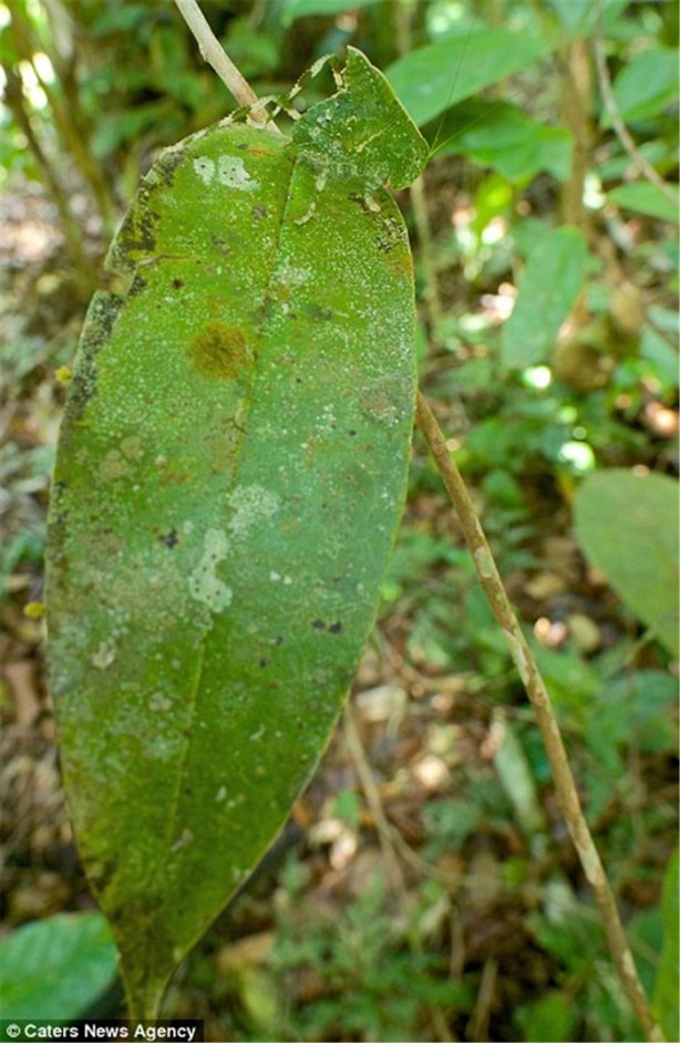 Foto - Kamuflaj ustası böcekleri bulabilecek misiniz?