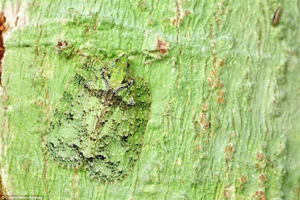 Foto - Kamuflaj ustası böcekleri bulabilecek misiniz?