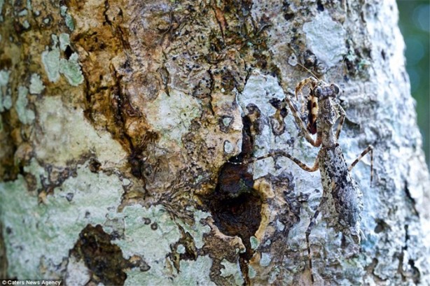 Foto - Kamuflaj ustası böcekleri bulabilecek misiniz?