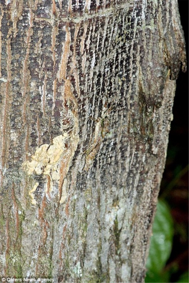Foto - Kamuflaj ustası böcekleri bulabilecek misiniz?