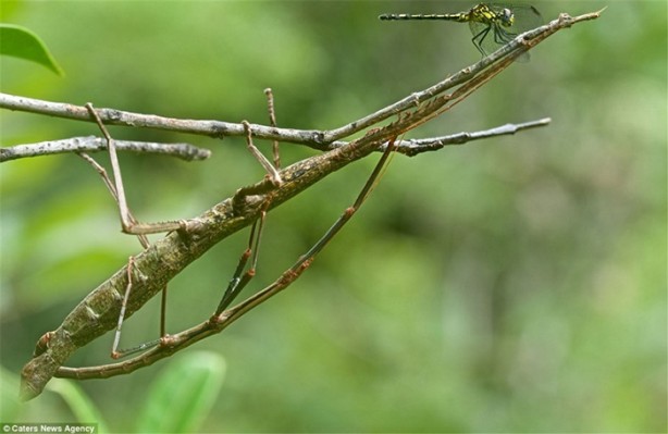 Foto - Kamuflaj ustası böcekleri bulabilecek misiniz?