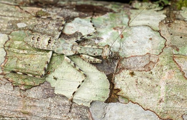 Foto - Kamuflaj ustası böcekleri bulabilecek misiniz?