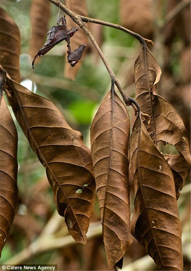 Foto - Kamuflaj ustası böcekleri bulabilecek misiniz?