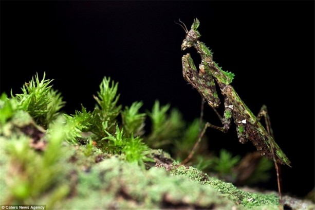 Foto - Kamuflaj ustası böcekleri bulabilecek misiniz?