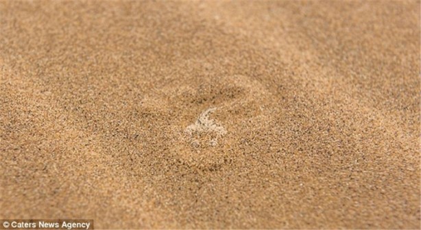 Foto - Kamufle olmuş hayvanı bulabilecek misiniz?