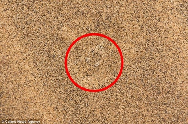 Foto - Kamufle olmuş hayvanı bulabilecek misiniz?