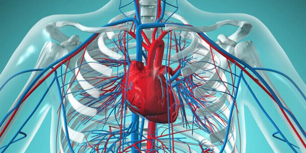 Foto - Kan dolaşımına iyi gelen 5 bitki