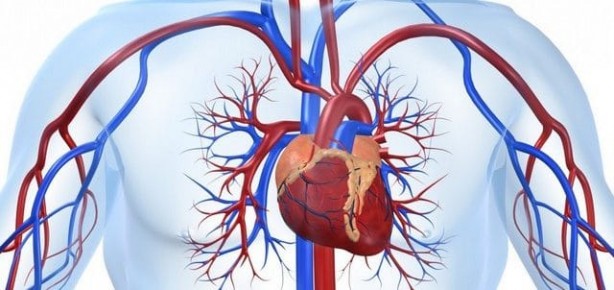 Foto - Kan dolaşımına iyi gelen 5 bitki