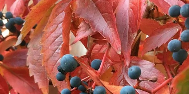 Foto - Kan dolaşımına iyi gelen 5 bitki