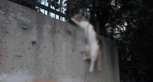 Foto - Kan donduran vahşet! Boğazından iple asarak katlettiler