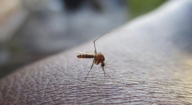 Foto - Kan emici sivrisineklerden ilaçsız kurtulabilirsiniz