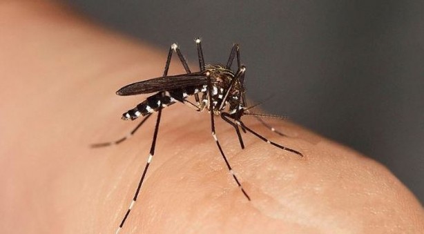 Foto - Kan emici sivrisineklerden ilaçsız kurtulabilirsiniz