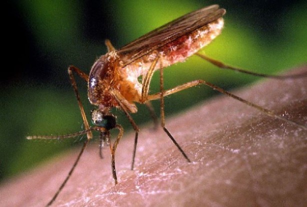 Foto - Kan emici sivrisineklerden ilaçsız kurtulabilirsiniz