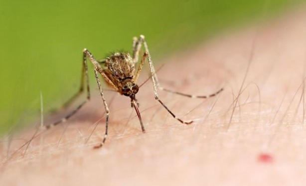 Foto - Kan emici sivrisineklerden ilaçsız kurtulabilirsiniz