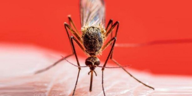 Foto - Kan emici sivrisineklerden ilaçsız kurtulabilirsiniz