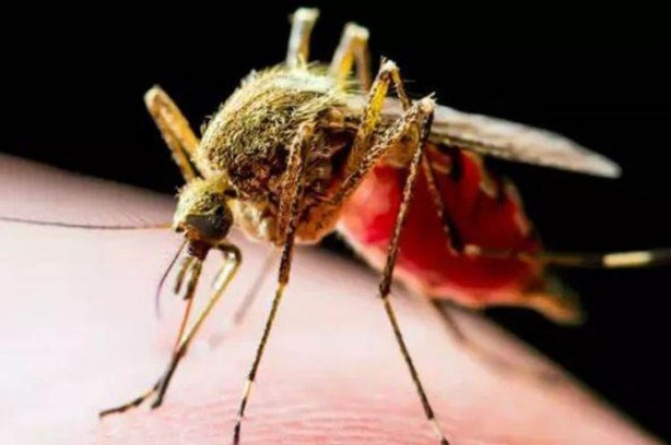 Foto - Kan emici sivrisineklerden ilaçsız kurtulabilirsiniz