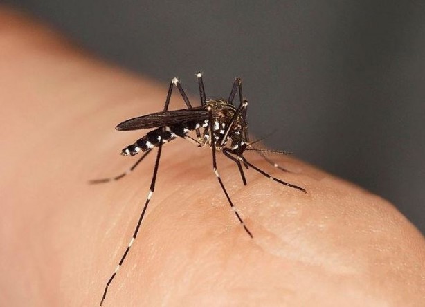 Foto - Kan emici sivrisineklerden ilaçsız kurtulabilirsiniz