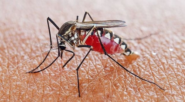 Foto - Kan emici sivrisineklerden ilaçsız kurtulabilirsiniz