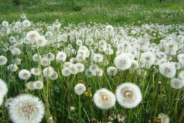 Foto - Kanı temizleyen besinler