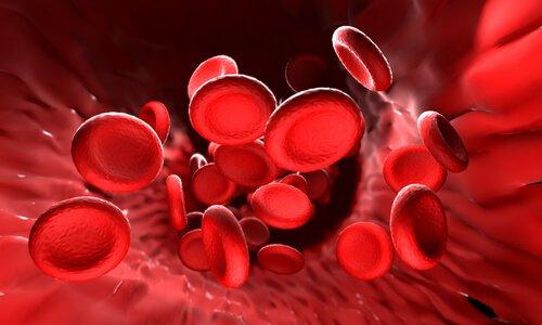 Foto - Kanı temizleyen besinler